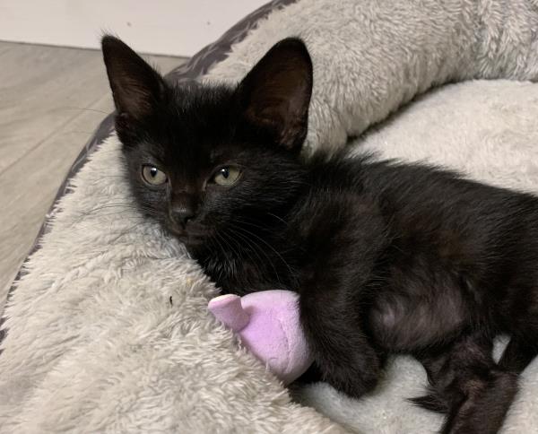 /Images/uploads/Cat Welfare Association/CatWelfare/entries/33894thumb.jpg